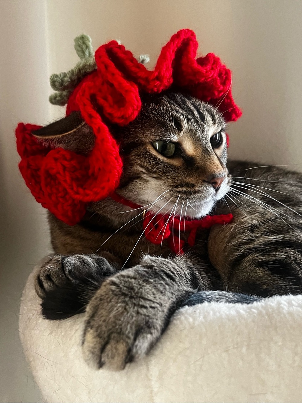 Handmade Red Strawberry Crochet Cat Hat - Pet Costume ✨made to order✨